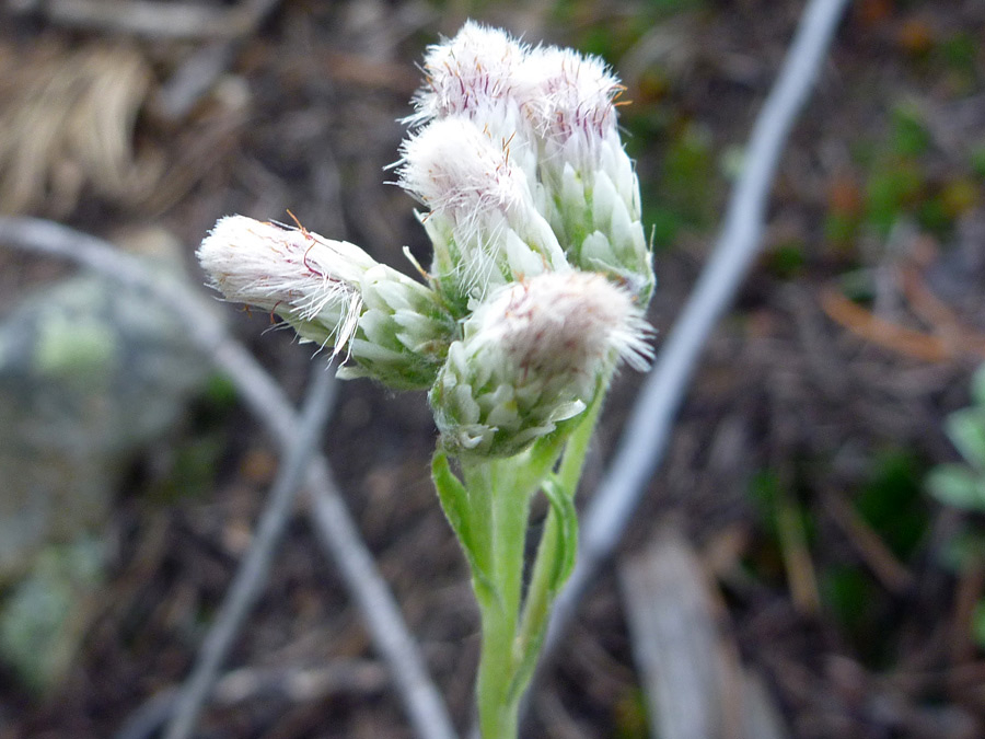 Flowers and phyllaries