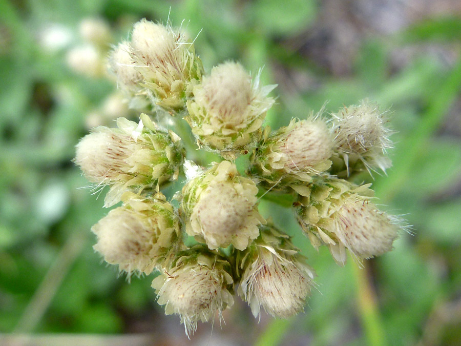 Flower cluster