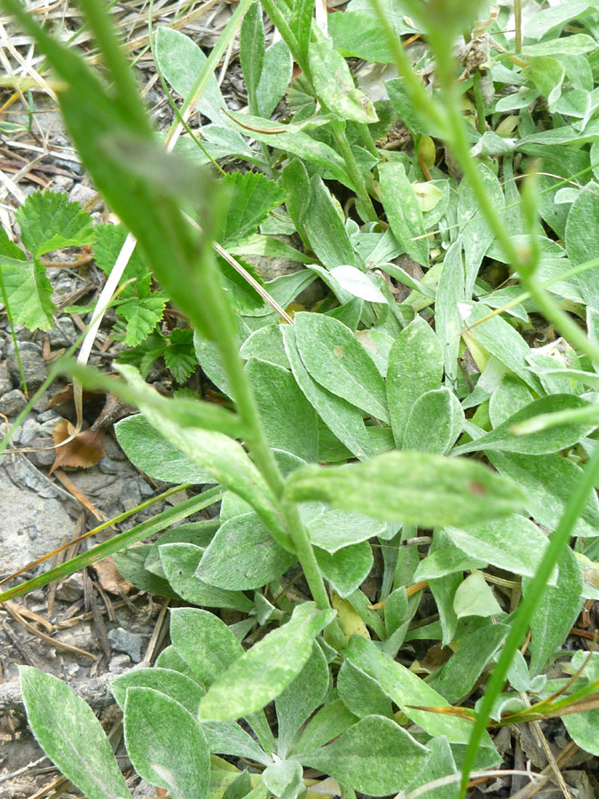 Hairy leaves