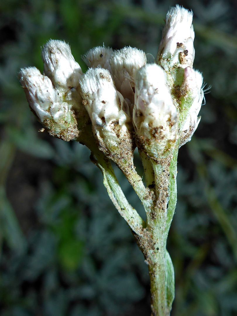 Cluster of flowerheads