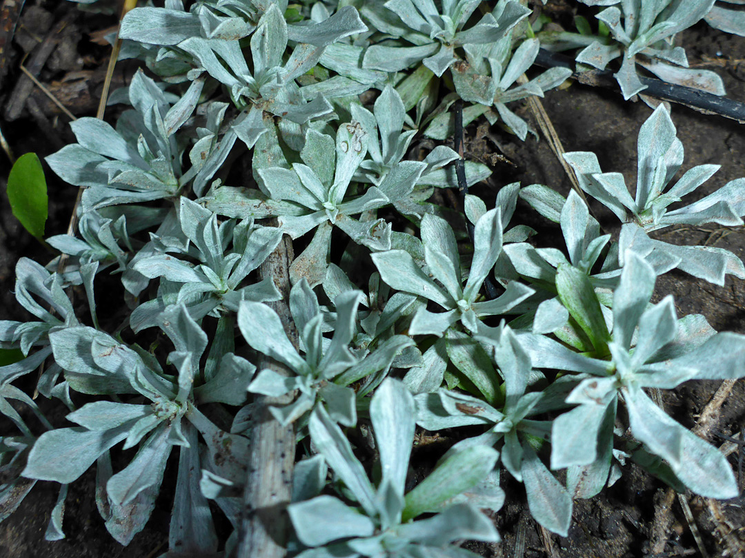 Grey-green leaf rosettes