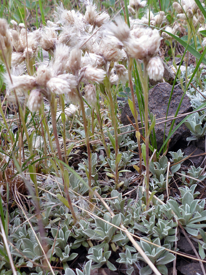 Flowering stems