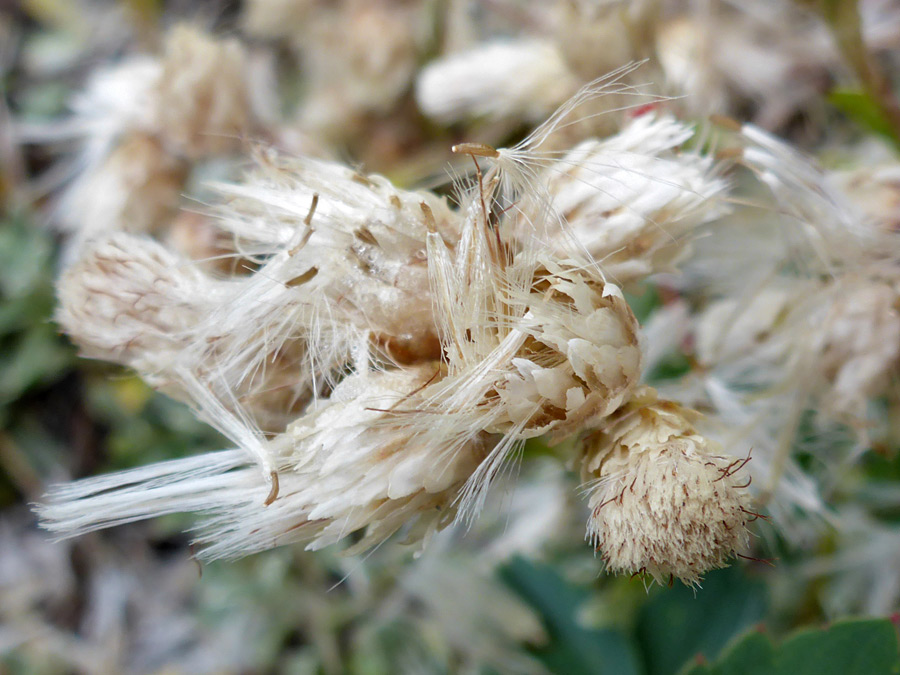 Florets and bristles