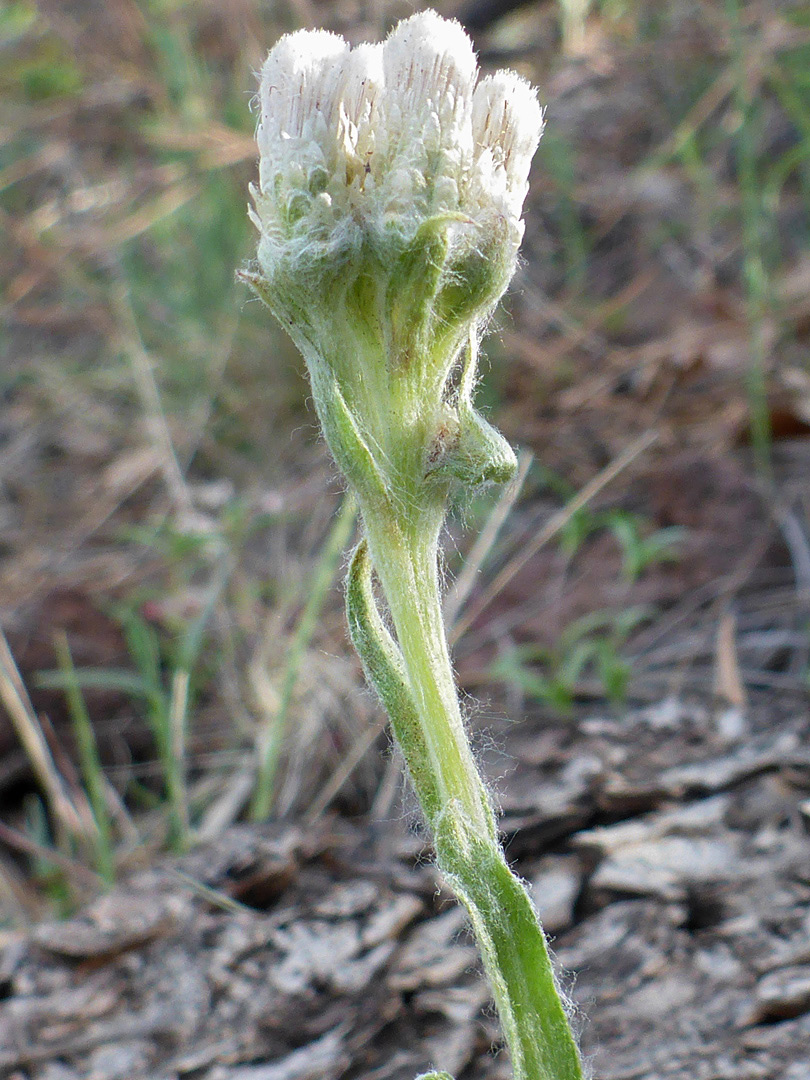 Flowerheads and stem leaves