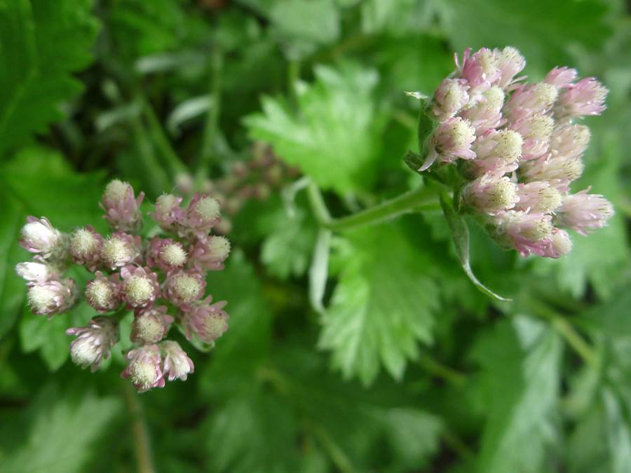 Pale pink flowers