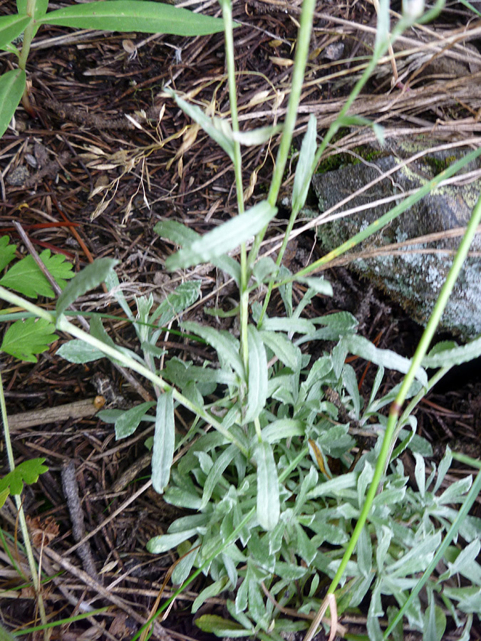 Grey green leaves