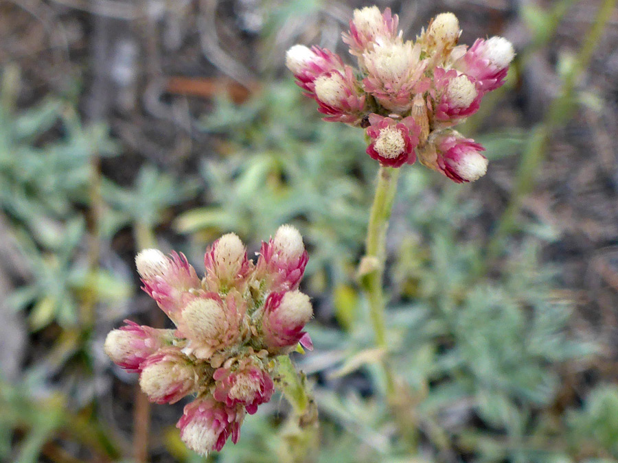 Two purplish flower clusters