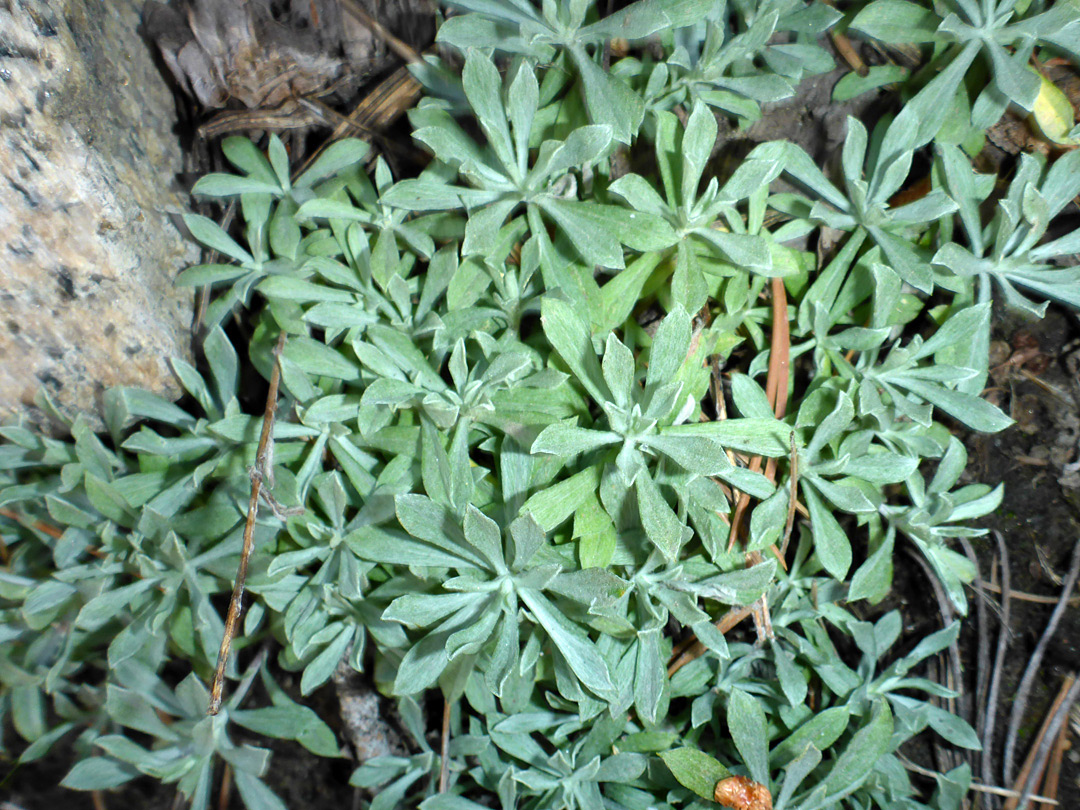 Leaf rosettes