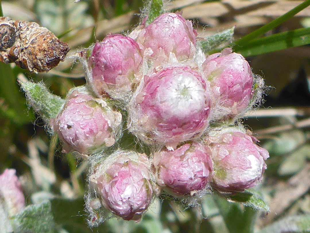 Eight flowerheads