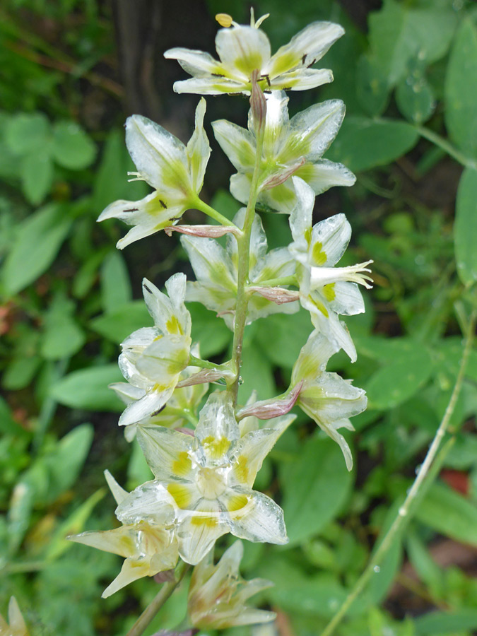 Elongated inflorescence