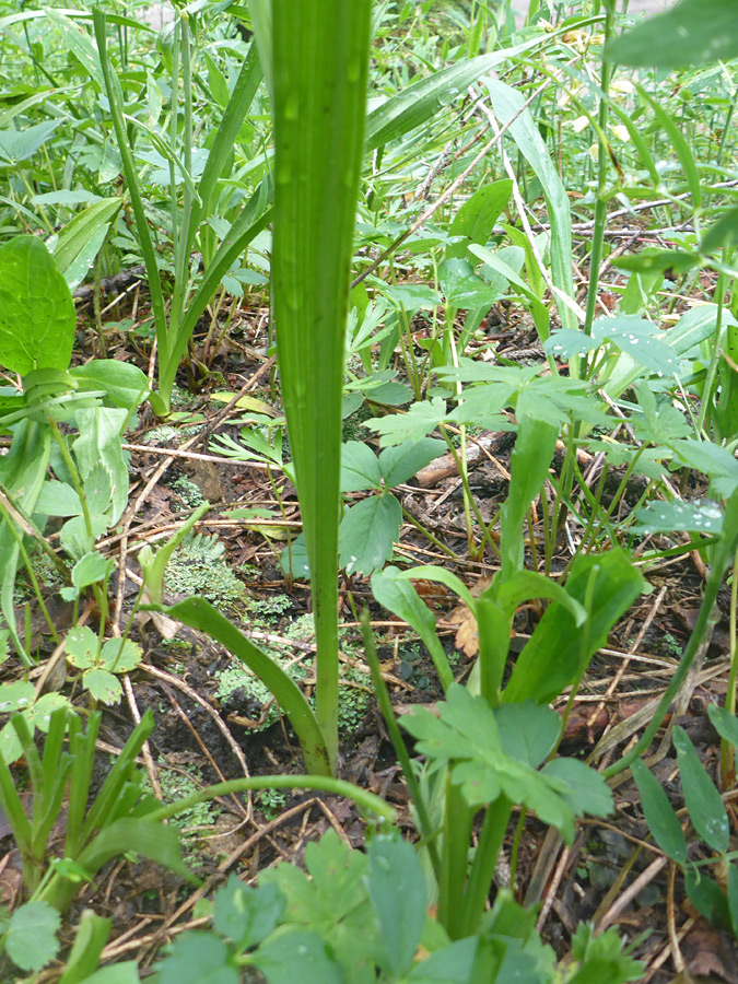 Basal leaves