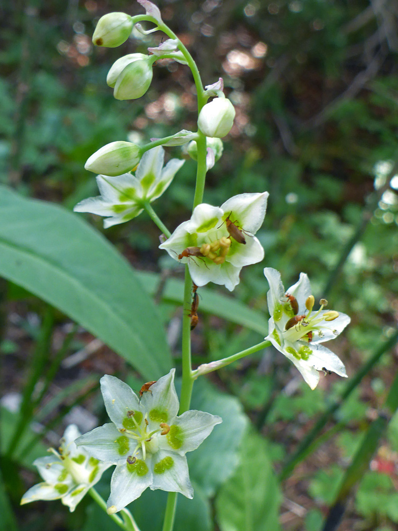 Open cluster