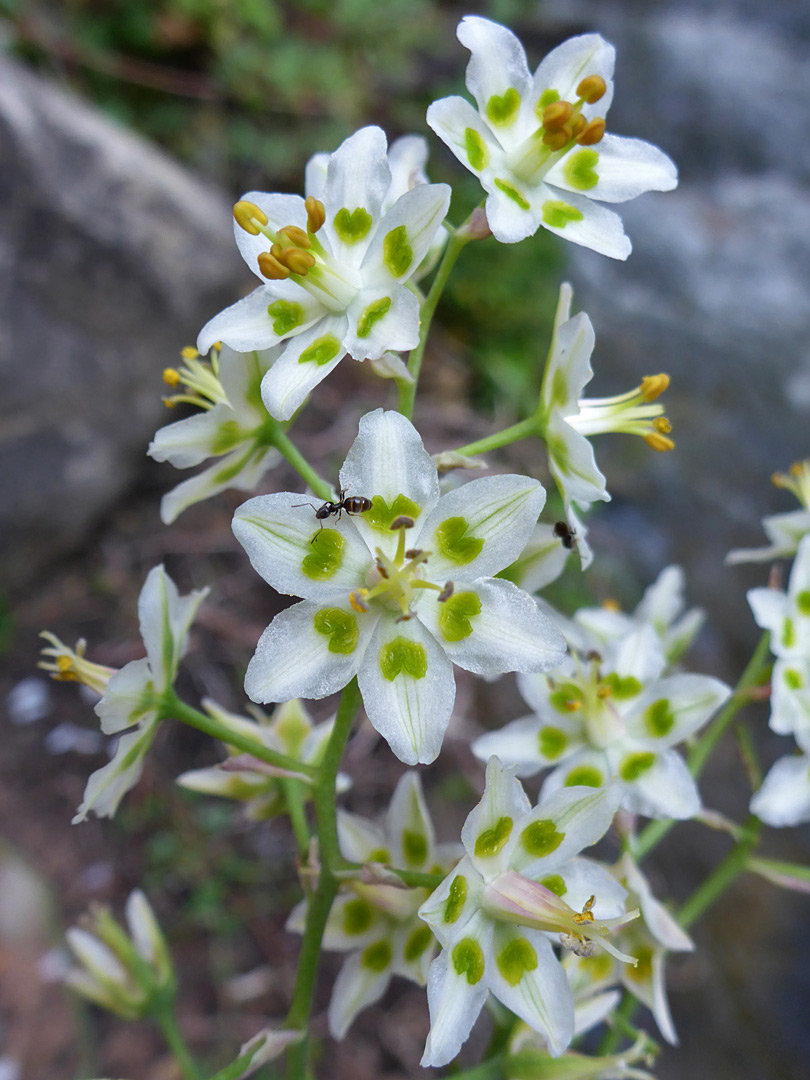 White and green flowers