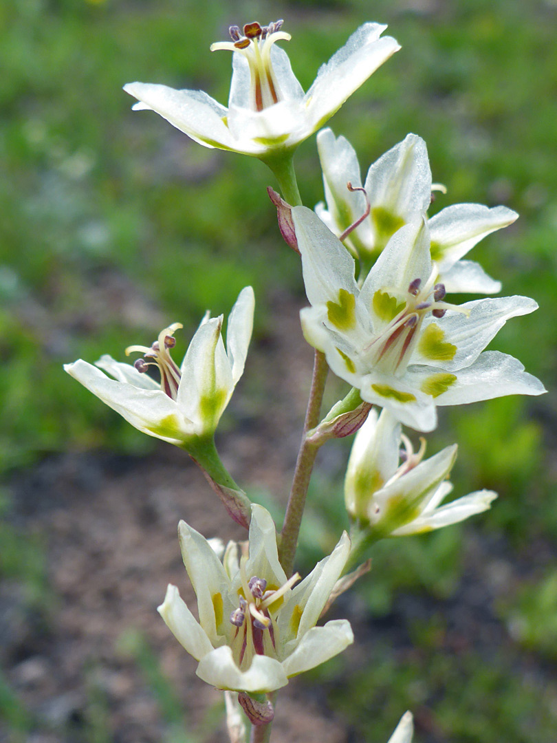 Six-petalled flowers