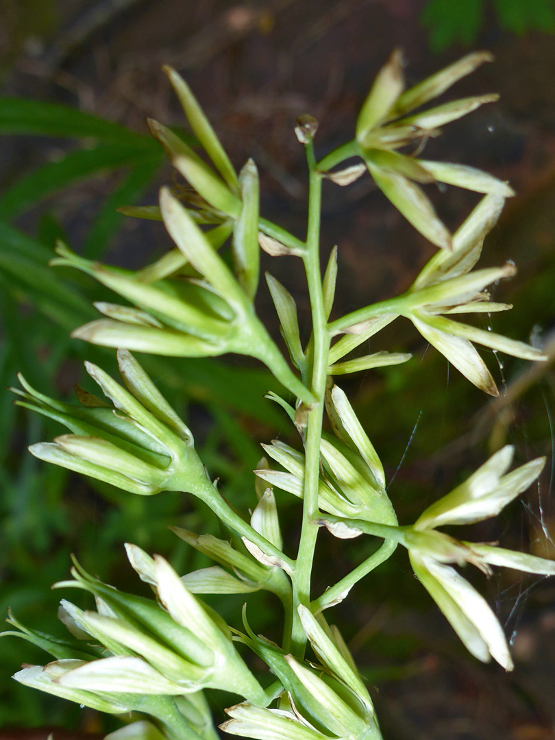 Withering flowers