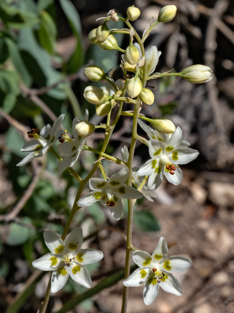 Buds and flowers