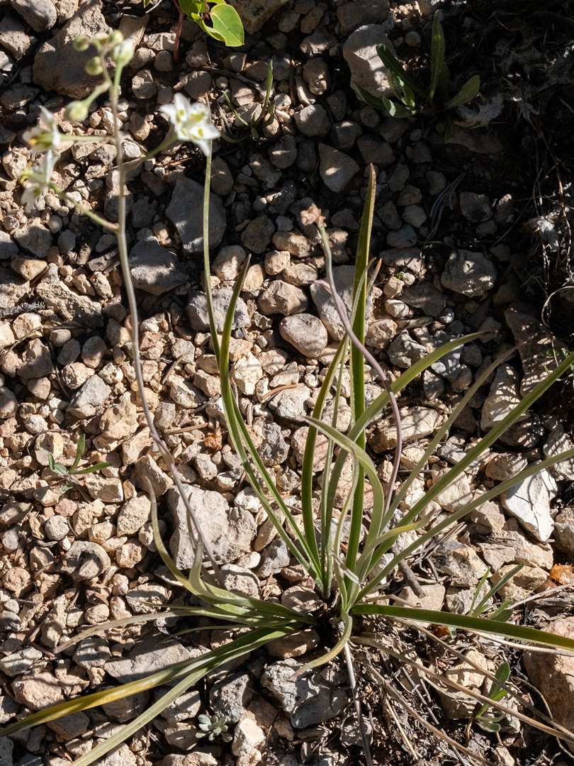 Narrow basal leaves