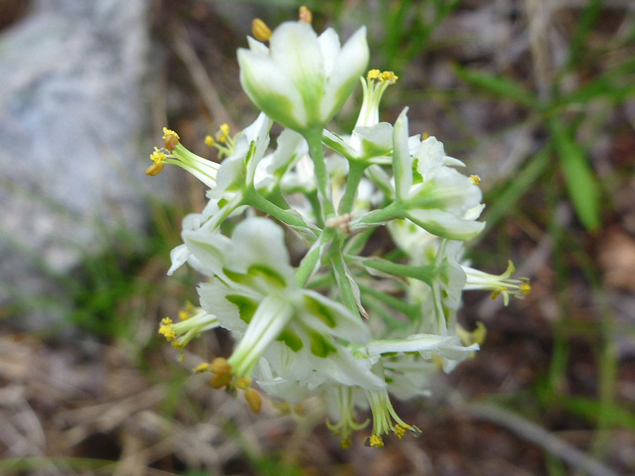 Top of a cluster