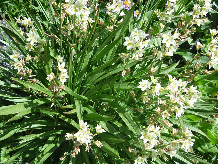 Flowers and leaves