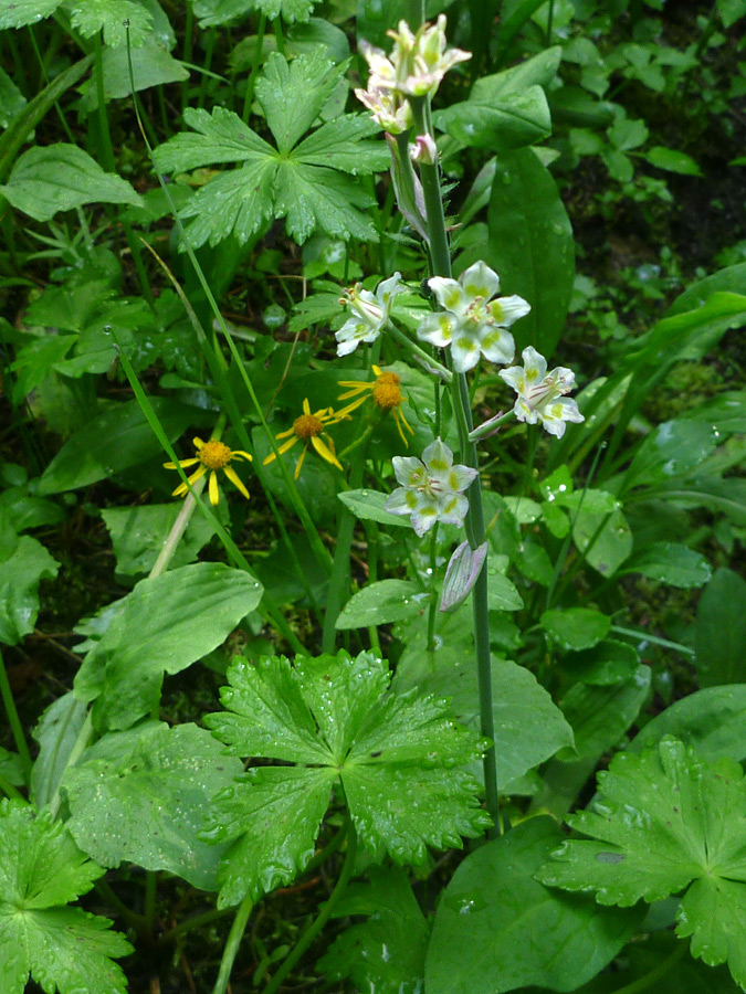 Green stem