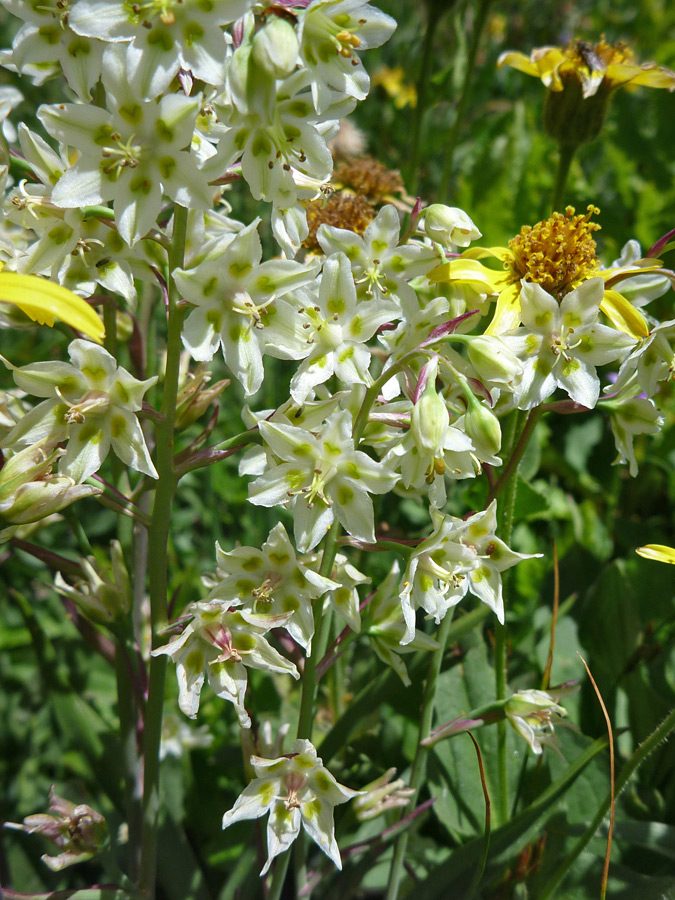 Many flowers