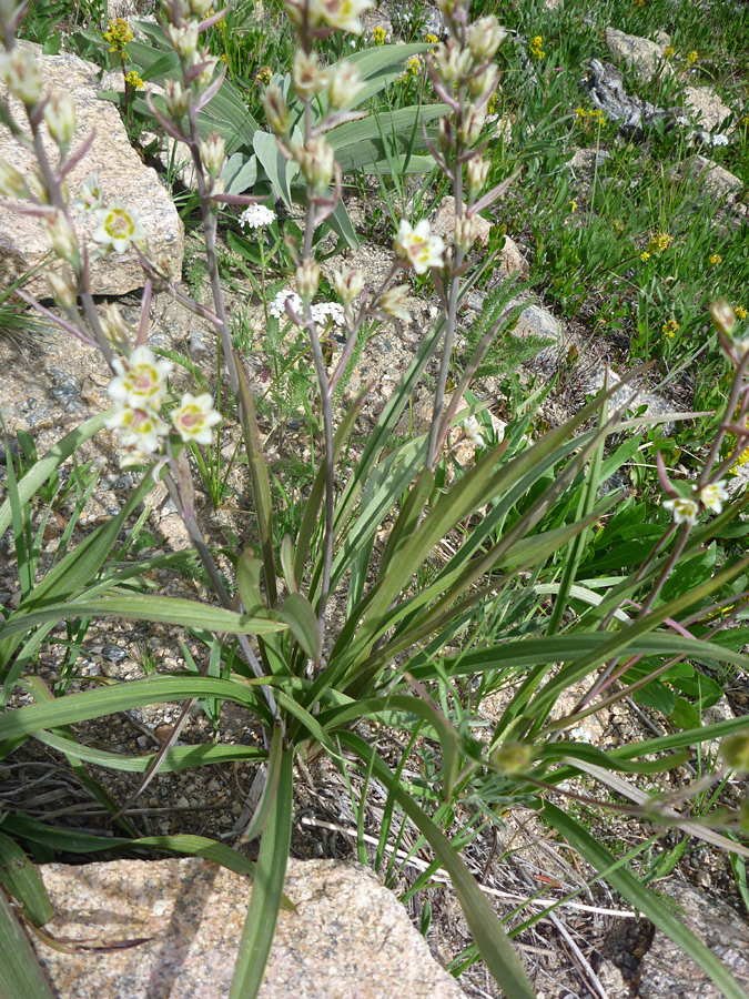 Linear leaves