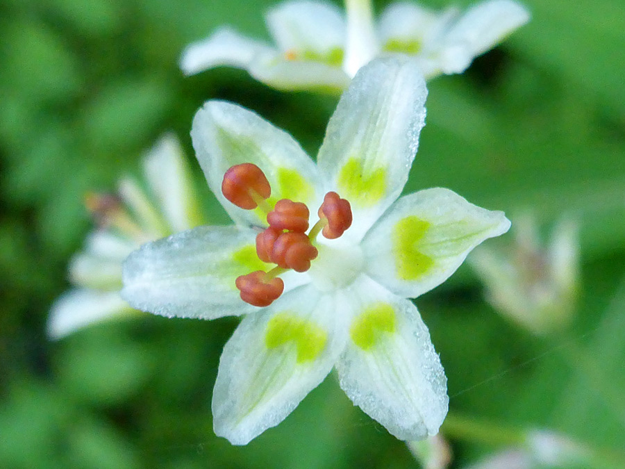 Orange stamens