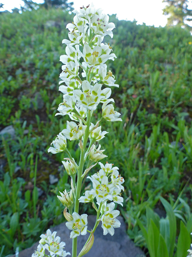 Flower cluster