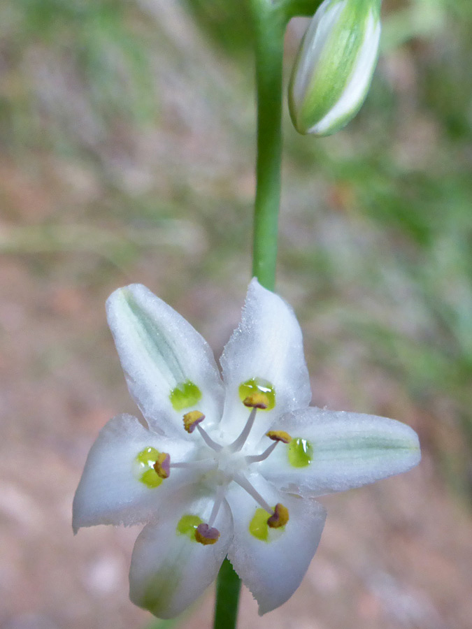 White flower