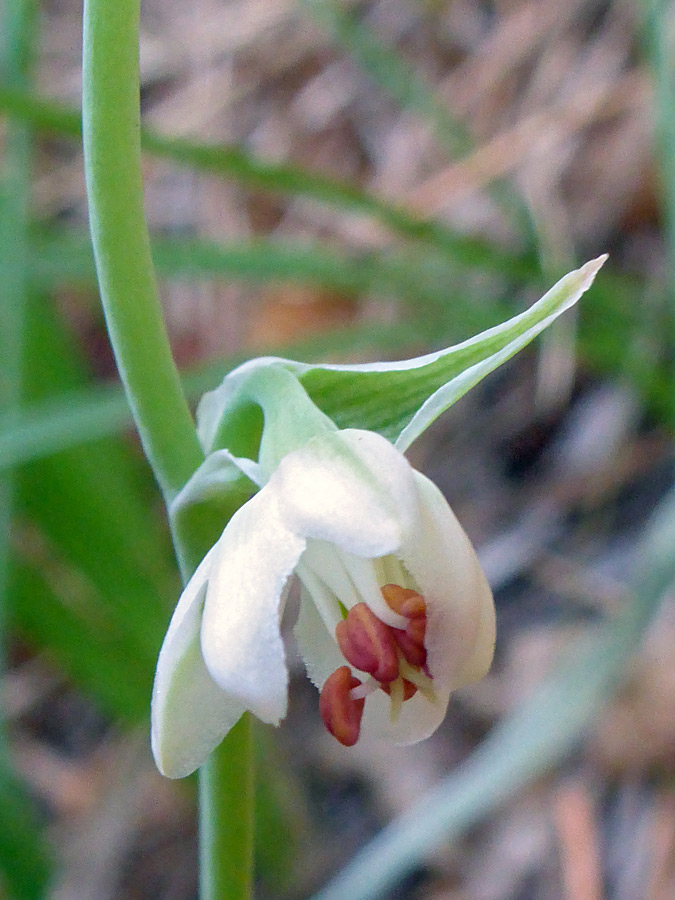 Red anthers