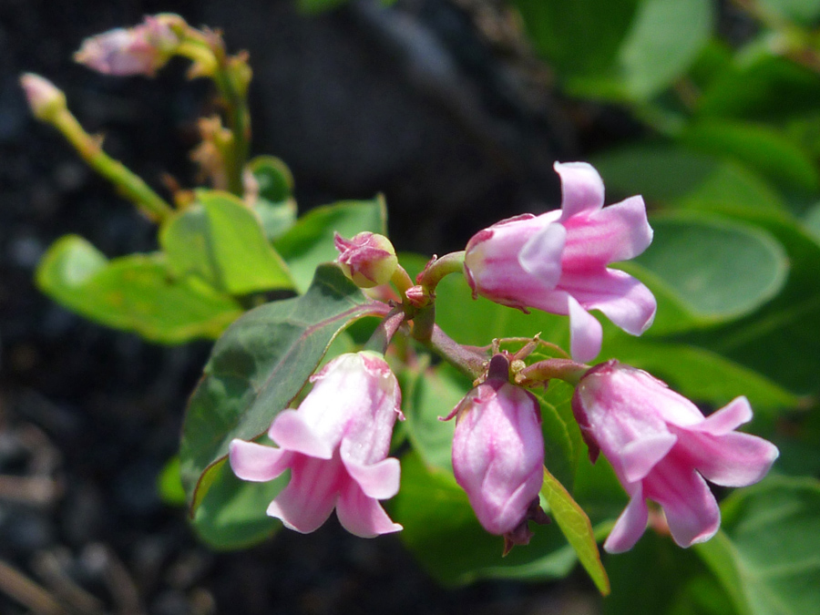 Buds and flowers