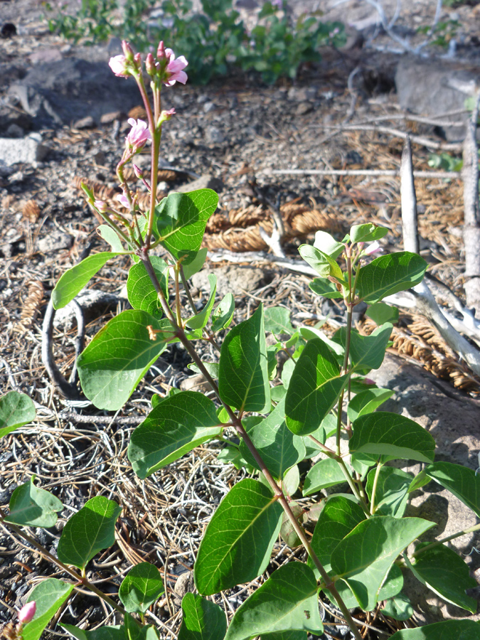 Stem and leaves