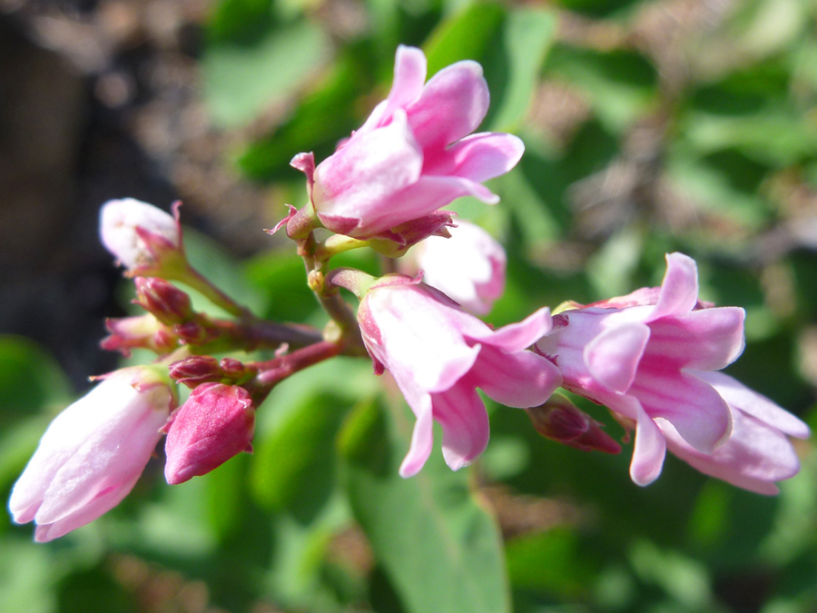 Pink flowers