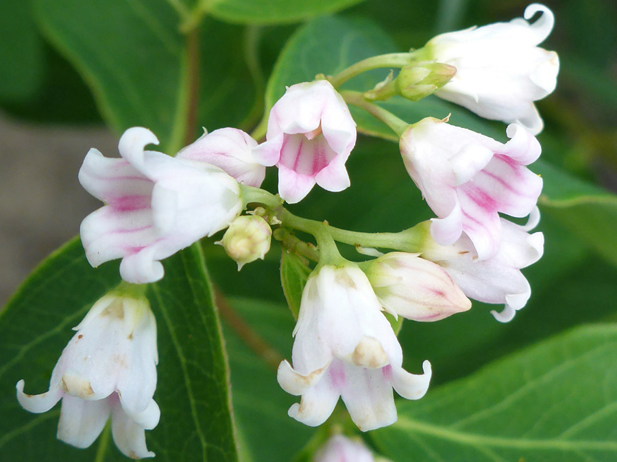 Cluster of flowers