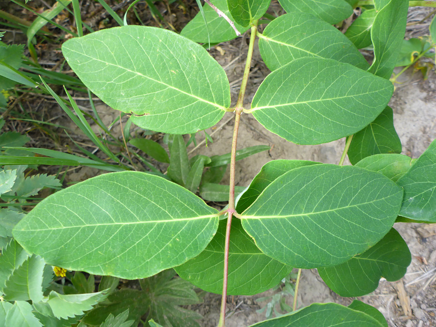 Opposite leaves