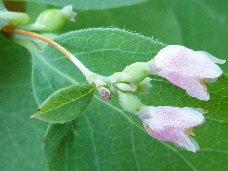 Pale pink flowers