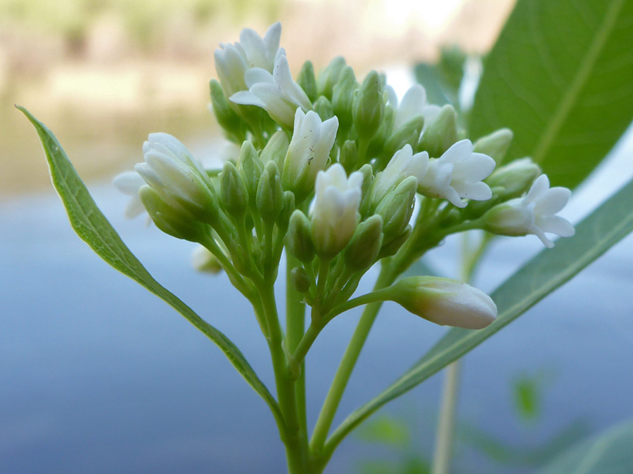 Flowers and buds