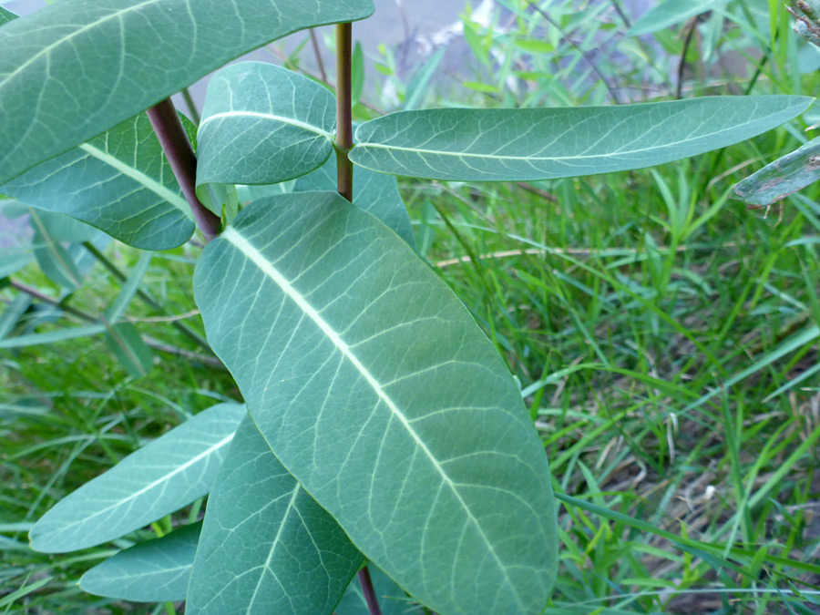 Veined leaves