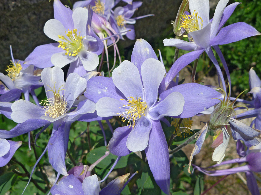 Rich purple flowers