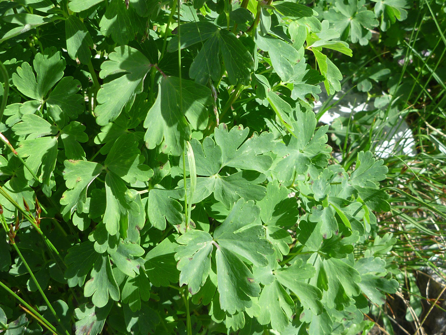 Green leaves