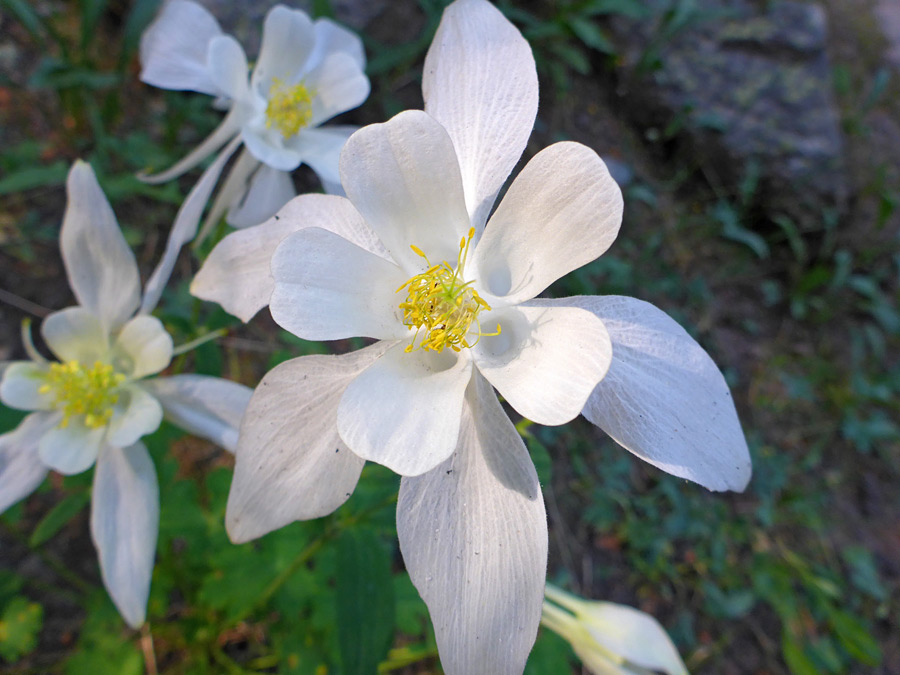 Pale-colored flower