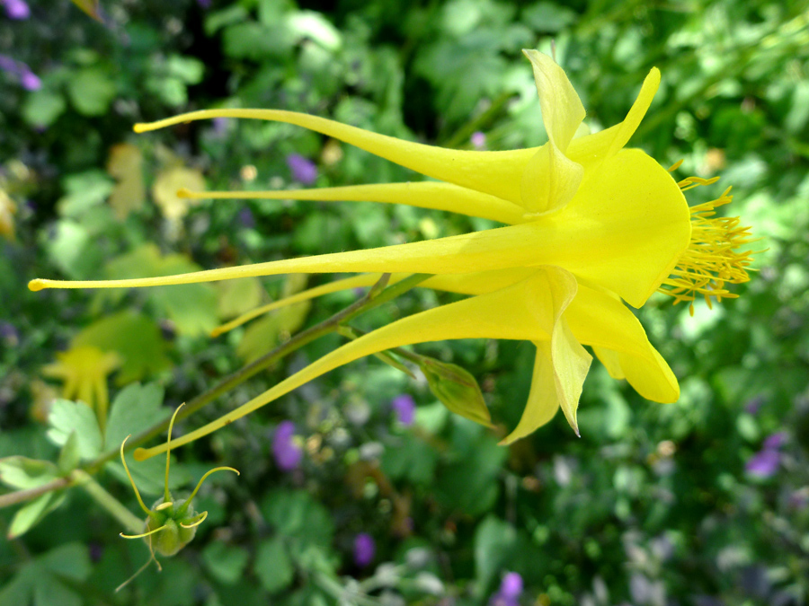 Large yellow flower