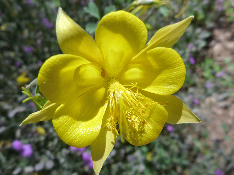 Petals and sepals