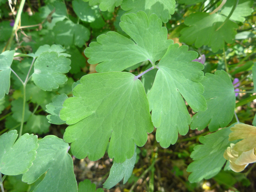 Lobed leaves