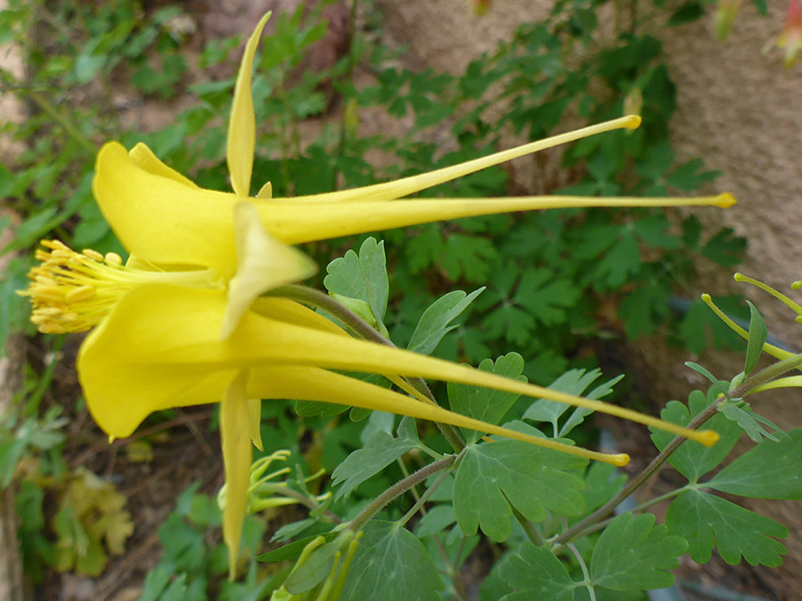 Flower and leaves