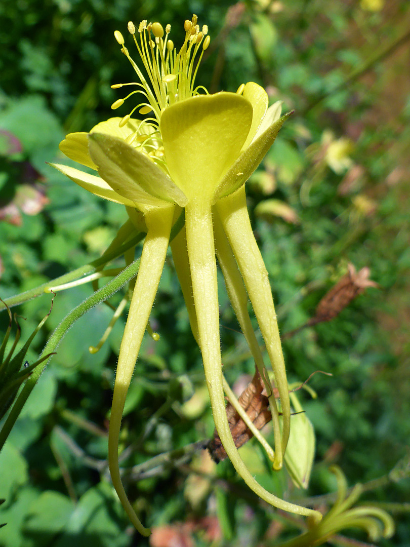 Long yellow spurs