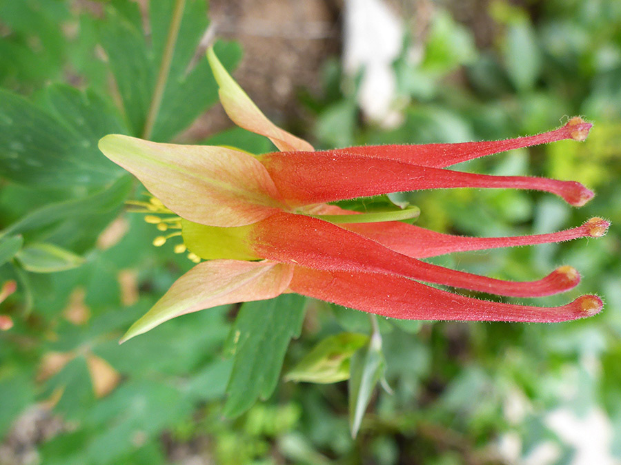 Yellow and red flower