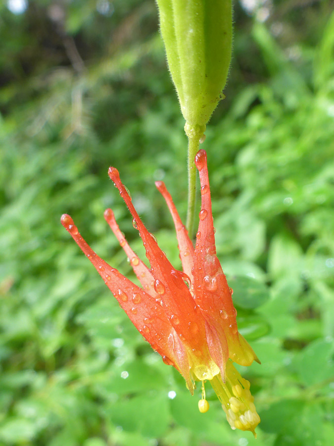 Orange-red spurs