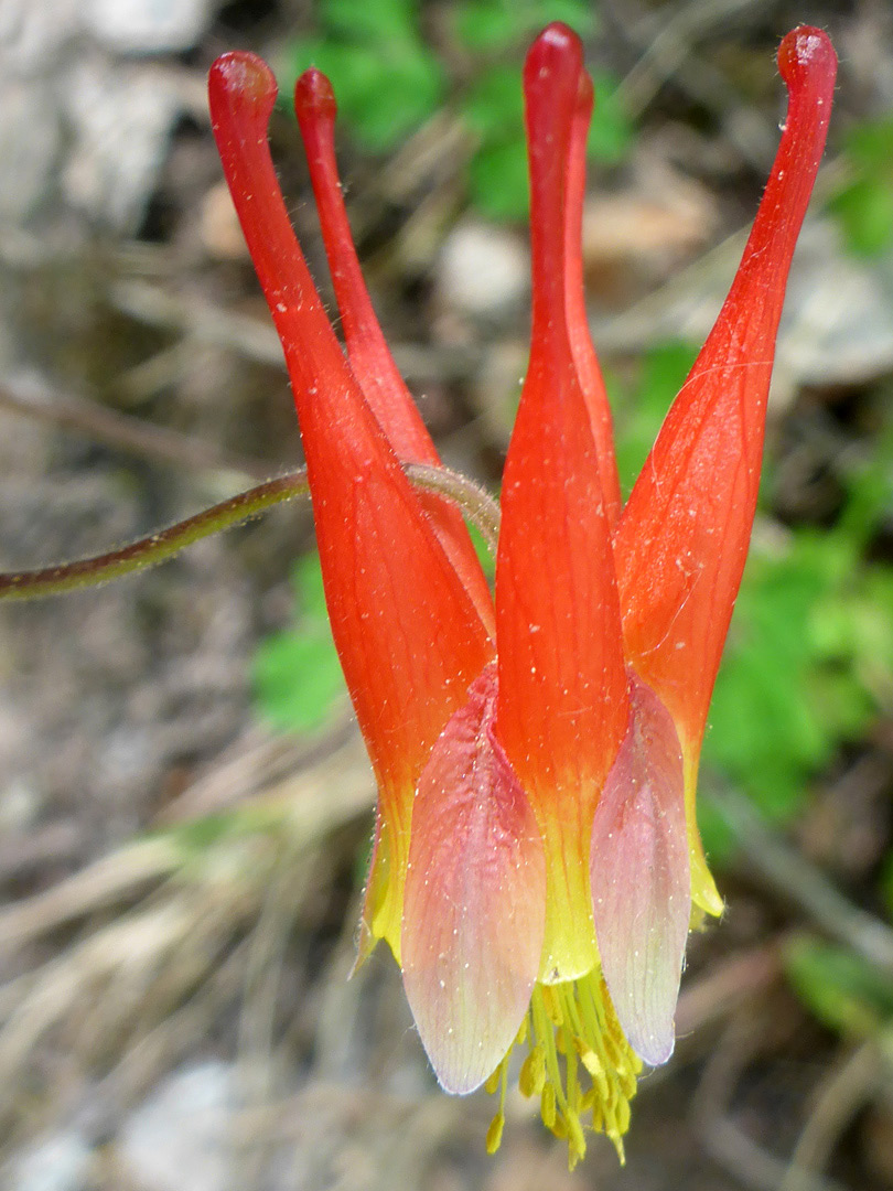 Red and yellow flower