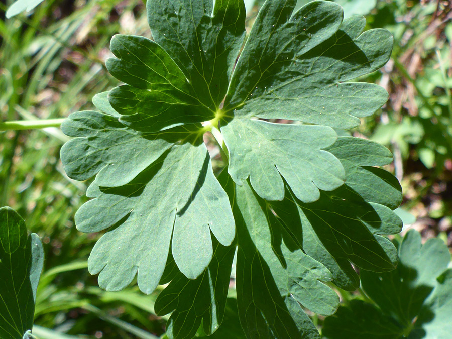 Lobed leaves